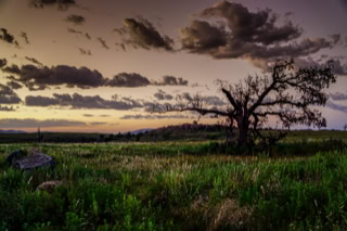 Landscape image of burnt tree at the Wichita Mountains